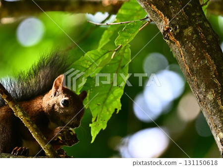 北海道松鼠正在大快朵頤秋天的禮物 131150618