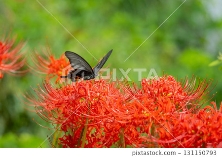 紅色群集孤挺花和葫蘆 131150793