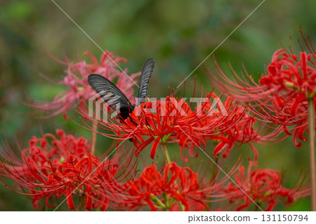吮紅色群孤挺花的花蜜的Swallowtail蝴蝶 131150794