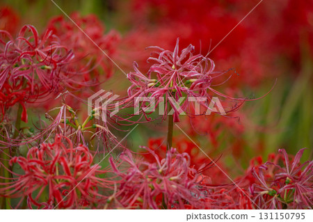 Beautiful red spider lilies even after the season has passed 131150795