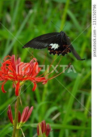 Seeking nectar from red spider lilies Seeking nectar from red spider lilies 131150796