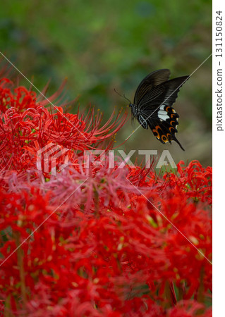 紅色群集孤挺花和swallowtail蝴蝶 紅色群集孤挺花和swallowtail蝴蝶 131150824