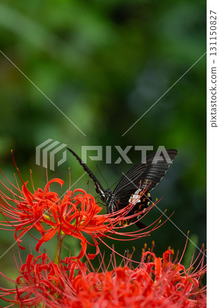 Red cluster amaryllis and cucurbit 131150827