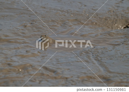 Ariake Sea tideland scenery 131150981