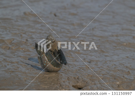 Ariake Sea tideland scenery 131150997