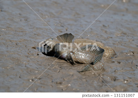 Ariake Sea tideland scenery 131151007