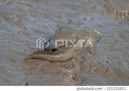 有明海沿岸風光 131151011