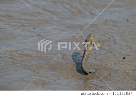 Ariake Sea tideland scenery Ariake Sea tideland scenery 131151024