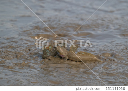 Ariake Sea tideland scenery 131151038