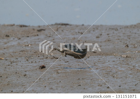 Ariake Sea tideland scenery 131151071