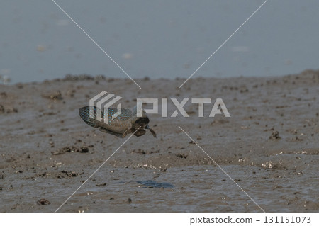 Ariake Sea tideland scenery Ariake Sea tideland scenery 131151073