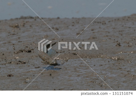 Ariake Sea tideland scenery 131151074