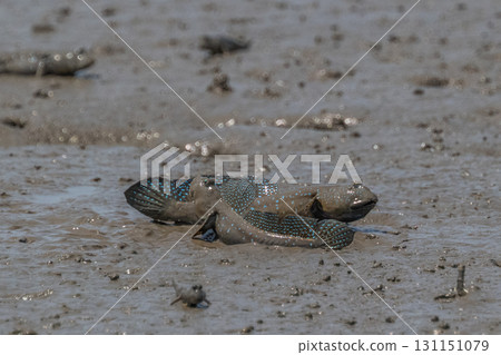Ariake Sea tideland scenery Ariake Sea tideland scenery 131151079