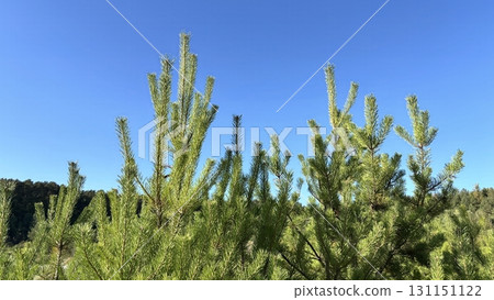 Forest pine tree background with green needles. Nature, forest and ecology concept, environmental themes 131151122