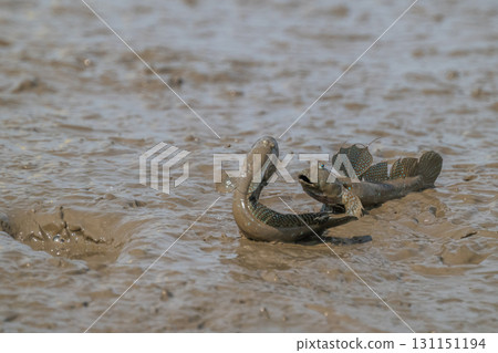 Ariake Sea tideland scenery 131151194