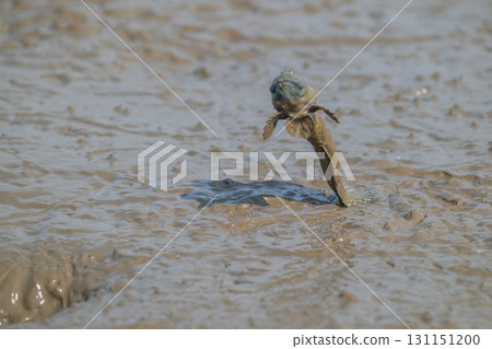 Ariake Sea tideland scenery 131151200