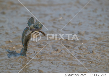 有明海沿岸風光 131151204