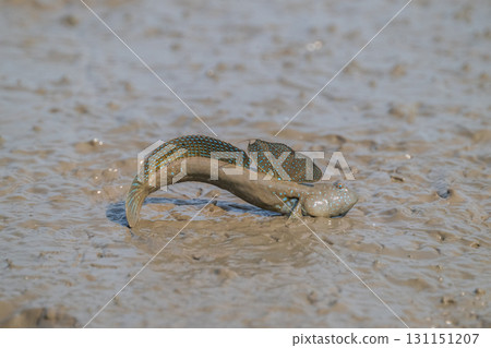 有明海沿岸風光 131151207