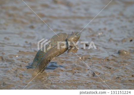 Ariake Sea tideland scenery 131151224