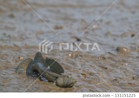 Ariake Sea tideland scenery Ariake Sea tideland scenery 131151225