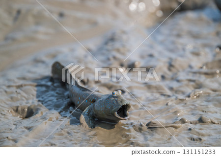 Ariake Sea tideland scenery 131151233