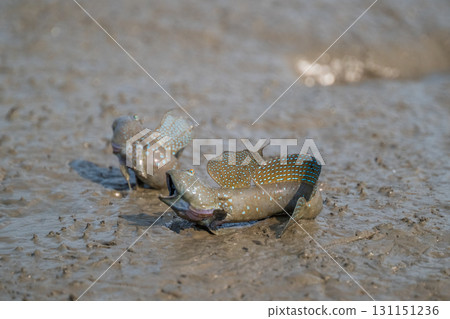 Ariake Sea tideland scenery 131151236