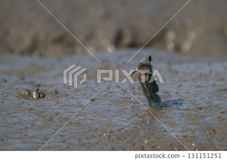Ariake Sea tideland scenery 131151251