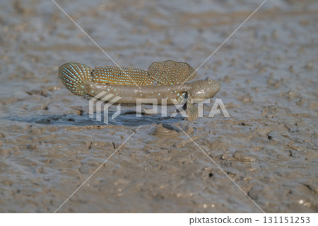 Ariake Sea tideland scenery 131151253