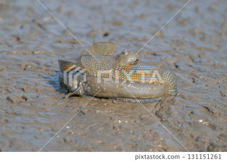 Ariake Sea tideland scenery Ariake Sea tideland scenery 131151261