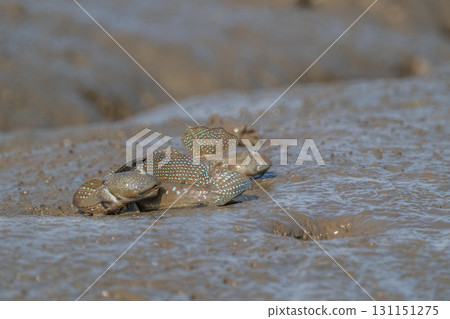 Ariake Sea tideland scenery 131151275