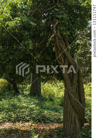 a huge tree trunk in a green park or forest. 131151747