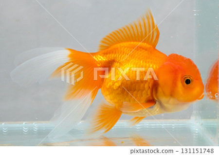 Oranda goldfish in aquarium fish tank close up Oranda goldfish in aquarium fish tank close up 131151748