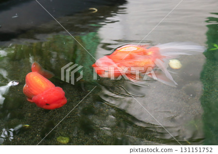 Goldfish swimming in aquarium fish pond close up Goldfish swimming in aquarium fish pond close up 131151752
