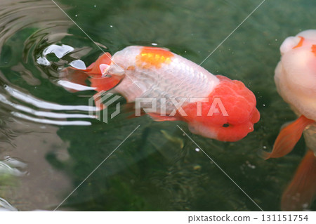 Goldfish swimming in aquarium fish pond close up 131151754