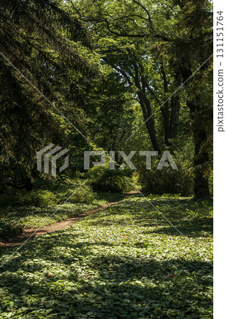 a clearing completely covered with evergreen ivy 131151764