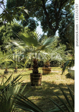 There are palm trees in pots growing in the garden 131151767