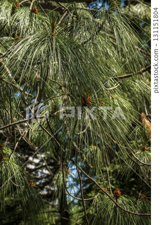 A plant in a forest. A pine tree with long needles 131151804