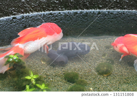 Goldfish swimming in aquarium fish pond close up Goldfish swimming in aquarium fish pond close up 131151808