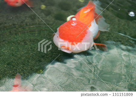 Goldfish swimming in aquarium fish pond close up Goldfish swimming in aquarium fish pond close up 131151809