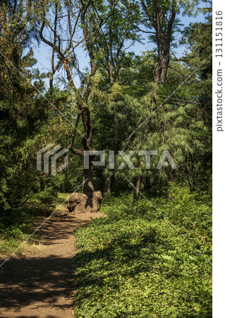 forest path in the park and a bench near the path 131151816