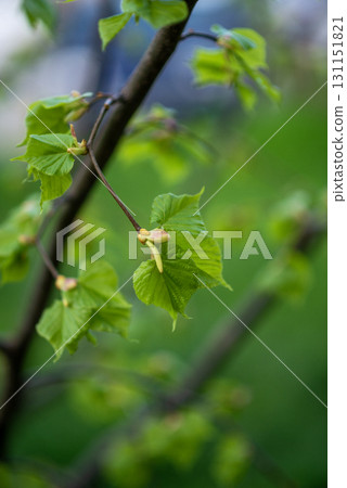 Young leaves bloom on a branch in spring. A close up of a tree 131151821