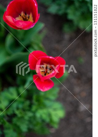 close-up of red tulips. Two tulips grow in the garden in spring 131151822