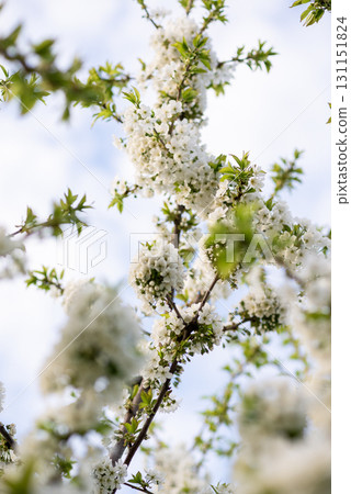A close up of a tree branch A close up of a tree branch 131151824