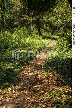 A picturesque path for walks in a park with tall trees A picturesque path for walks in a park with tall trees 131151830