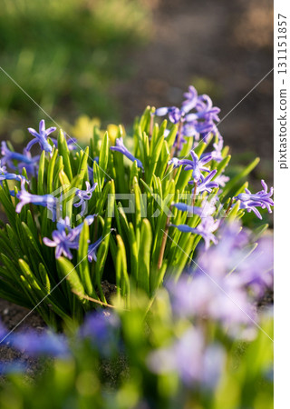 A close up of a flower 131151857