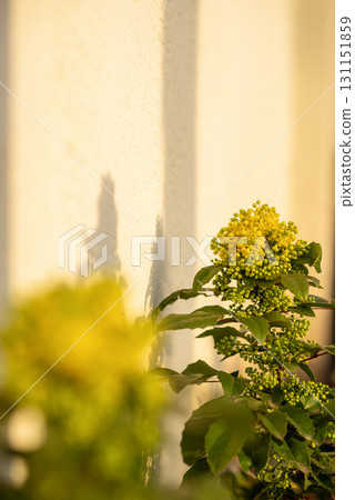 A close up of a flower 131151859