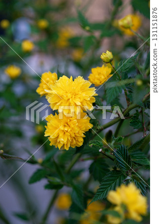 A close up of a flower, yellow flowers on a green bush 131151876