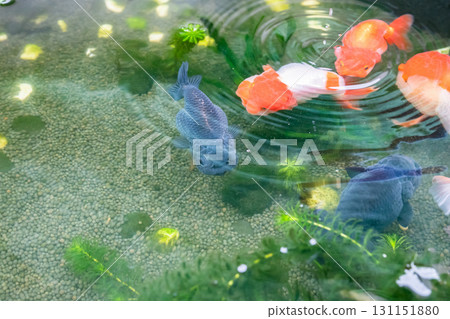 Goldfish in aquarium fish pond close up Goldfish in aquarium fish pond close up 131151880