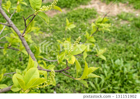 lilac branches in early spring lilac branches in early spring 131151902