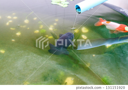 Goldfish in aquarium fish pond close up Goldfish in aquarium fish pond close up 131151920